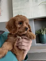 Kevin , a male Cavapoo for sale in Carlsbad, CA – 1 of 10