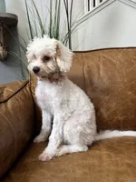 Fiona , a female Cavapoo for sale in Carlsbad, CA – 10 of 10