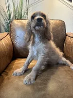 F1 Cavapoo Boy Tucker, a male Cavapoo for sale in Carlsbad, CA – 10 of 10