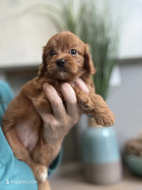 Bella – Cavapoo puppy for sale in Carlsbad, CA
