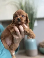 Bella, a male Cavapoo for sale in Carlsbad, CA – 1 of 10