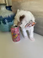 Sweet Pea , a female Cavapoo for sale in Carlsbad, CA – 8 of 10