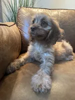 F1 Cavapoo boy Tomas, a male Cavapoo for sale in Carlsbad, CA – 8 of 10