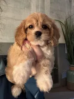 F1 Cavapoo girl 5, a female Cavapoo for sale in Carlsbad, CA – Photo 3 of 10
