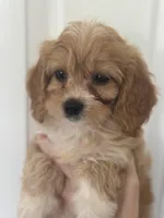 F1 Cavapoo girl 5, a female Cavapoo for sale in Carlsbad, CA – Photo 8 of 10