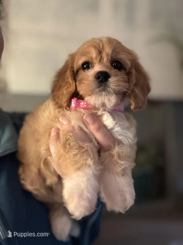 F1 Cavapoo girl 5 – Cavapoo puppy for sale in Carlsbad, CA