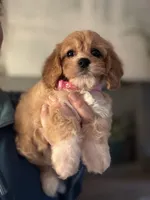 F1 Cavapoo girl 5, a female Cavapoo for sale in Carlsbad, CA – Photo 1 of 10