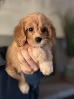 F1 Cavapoo girl 5, a female Cavapoo for sale in Carlsbad, CA – Photo 6 of 10