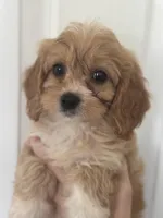 F1 Cavapoo girl 5, a female Cavapoo for sale in Carlsbad, CA – Photo 4 of 10