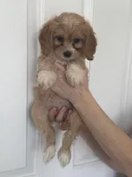 F1 Cavapoo girl 5, a female Cavapoo for sale in Carlsbad, CA – Photo 10 of 10