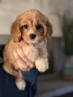 F1 Cavapoo girl 5, a female Cavapoo for sale in Carlsbad, CA – Photo 5 of 10