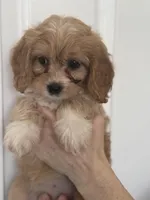 F1 Cavapoo girl 5, a female Cavapoo for sale in Carlsbad, CA – Photo 7 of 10