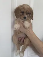 F1 Cavapoo girl 5, a female Cavapoo for sale in Carlsbad, CA – Photo 9 of 10