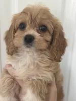 F1 Cavapoo girl 5, a female Cavapoo for sale in Carlsbad, CA – Photo 2 of 10
