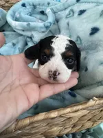 Toy Cavapoo boy 1 , a male Cavapoo for sale in Carlsbad, CA – 6 of 9
