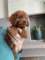 Maize , a female Cavapoo for sale in Carlsbad, CA – 8 of 10
