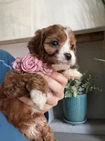 Maggie, a female Cavapoo for sale in Carlsbad, CA – 2 of 10