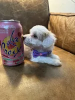 Tiny Toy Cavapoo Girl S’more’s , a female Cavapoo for sale in Carlsbad, CA – 10 of 10