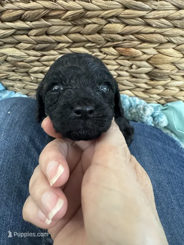 Toy Cavapoo boy 3 – Cavapoo puppy for sale in Carlsbad, CA
