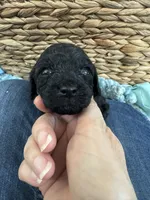 Toy Cavapoo boy 3, a male Cavapoo for sale in Carlsbad, CA – 1 of 4