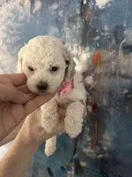 Fiona, a female Cavapoo and Poodle - Miniature  for sale in Carlsbad, CA – 4 of 10