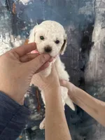 Fiona, a female Cavapoo and Poodle - Miniature  for sale in Carlsbad, CA – 3 of 10