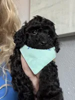 Rare black Toy Cavapoo boy 3, a male Cavapoo for sale in Carlsbad, CA – 2 of 10