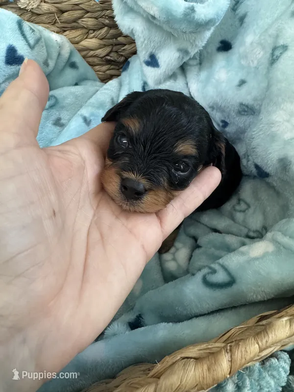 Toy Cavapoo boy 2 – Cavapoo puppy for sale in Carlsbad, CA