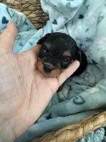 Toy Cavapoo boy 2, a male Cavapoo for sale in Carlsbad, CA – 1 of 9