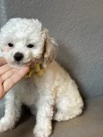 Maggie, a female Cavapoo and Poodle - Miniature  for sale in Carlsbad, CA – 5 of 10