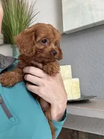 Bacon, a male Cavapoo for sale in Carlsbad, CA – 9 of 10