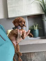 Tiny Tim, a male Cavapoo for sale in Carlsbad, CA – 8 of 10