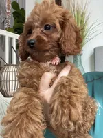 Ginger- red toy Cavapoo , a female Cavapoo for sale in Carlsbad, CA – 9 of 10