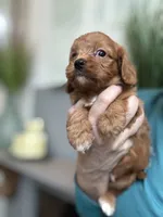 Buddy, a male Cavapoo for sale in Carlsbad, CA – 6 of 10