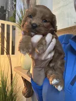 Buck, a male Cavapoo for sale in Carlsbad, CA – 5 of 10