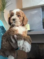 Pumpkin , a female Cavapoo for sale in Carlsbad, CA – 3 of 10