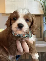 Henry, a male Cavapoo for sale in Carlsbad, CA – 4 of 10