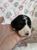 Toy Cavapoo girl 1, a female Cavapoo for sale in Carlsbad, CA – 3 of 10