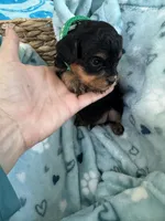 Toy Cavapoo boy 2, a male Cavapoo for sale in Carlsbad, CA – 2 of 9