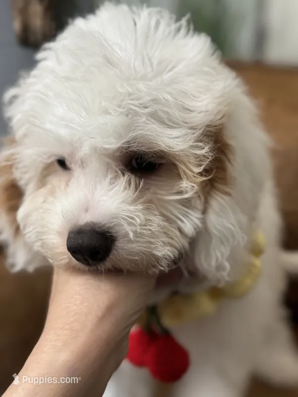 Fiona  – Cavapoo puppy for sale in Carlsbad, CA