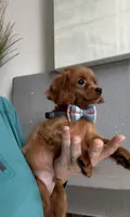 Tiny Tim, a male Cavapoo for sale in Carlsbad, CA – 7 of 10