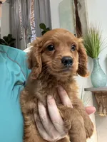 Toby, a male Cavapoo for sale in Carlsbad, CA – 10 of 10