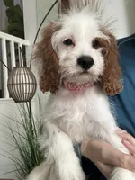 Cookie’s and Cream (Cookie) , a female Cavapoo for sale in Carlsbad, CA – 7 of 10