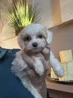 Tiny Toy Cavapoo Girl S’more’s , a female Cavapoo for sale in Carlsbad, CA – 5 of 10