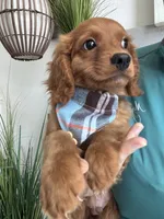 Toby, a male Cavapoo for sale in Carlsbad, CA – 4 of 10