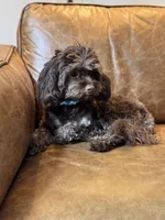 Timothy (aka Tim- sweetest boy Timmy) , a male Cavapoo for sale in Carlsbad, CA – Photo 4 of 10