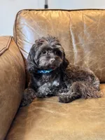 Timothy (aka Tim- sweetest boy Timmy) , a male Cavapoo for sale in Carlsbad, CA – Photo 6 of 10