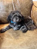 Timothy (aka Tim- sweetest boy Timmy) , a male Cavapoo for sale in Carlsbad, CA – Photo 5 of 10