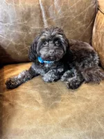 Timothy (aka Tim- sweetest boy Timmy) , a male Cavapoo for sale in Carlsbad, CA – Photo 2 of 10