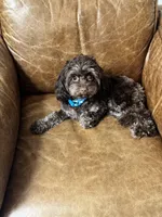 Timothy (aka Tim- sweetest boy Timmy) , a male Cavapoo for sale in Carlsbad, CA – Photo 10 of 10